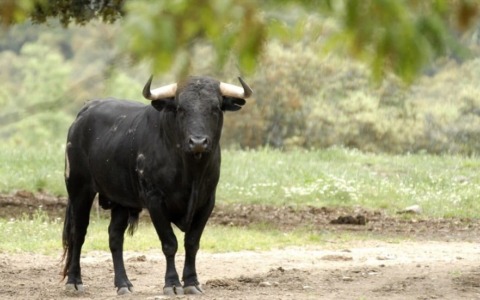 Allarme per un toro in fuga dall’impianto di macellazione, ricerche in corso