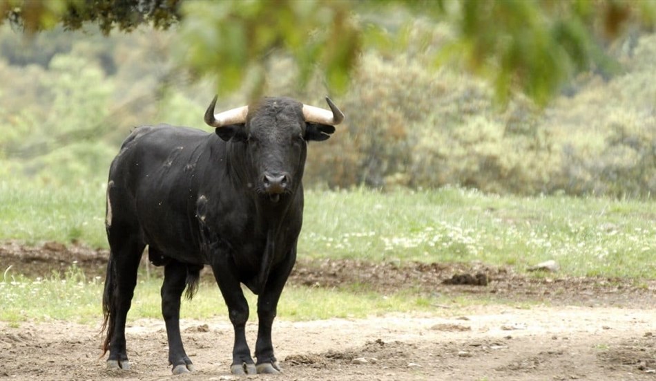 Allarme per un toro in fuga dall’impianto di macellazione, ricerche in corso