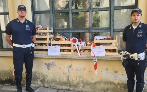 Cinquanta chili di funghi sequestrati al mercato dalla Polizia Locale
