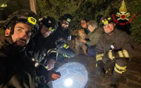 Cane incastrato in una siepe, liberato dai Vigili del Fuoco
