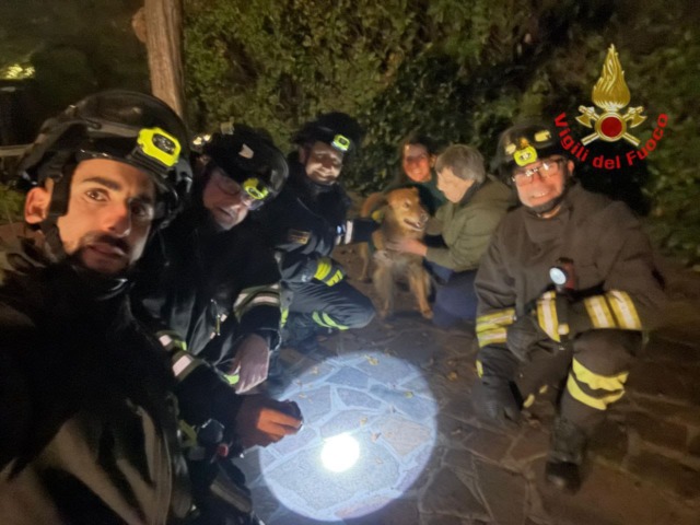Cane incastrato in una siepe, liberato dai Vigili del Fuoco