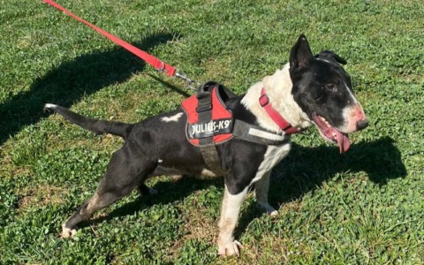 Il cane reattivo, Enpa organizza un corso pratico con Ivano Vitalini