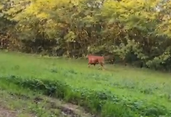 Toro scappato dal macello, oltre 6mila firme per salvarlo