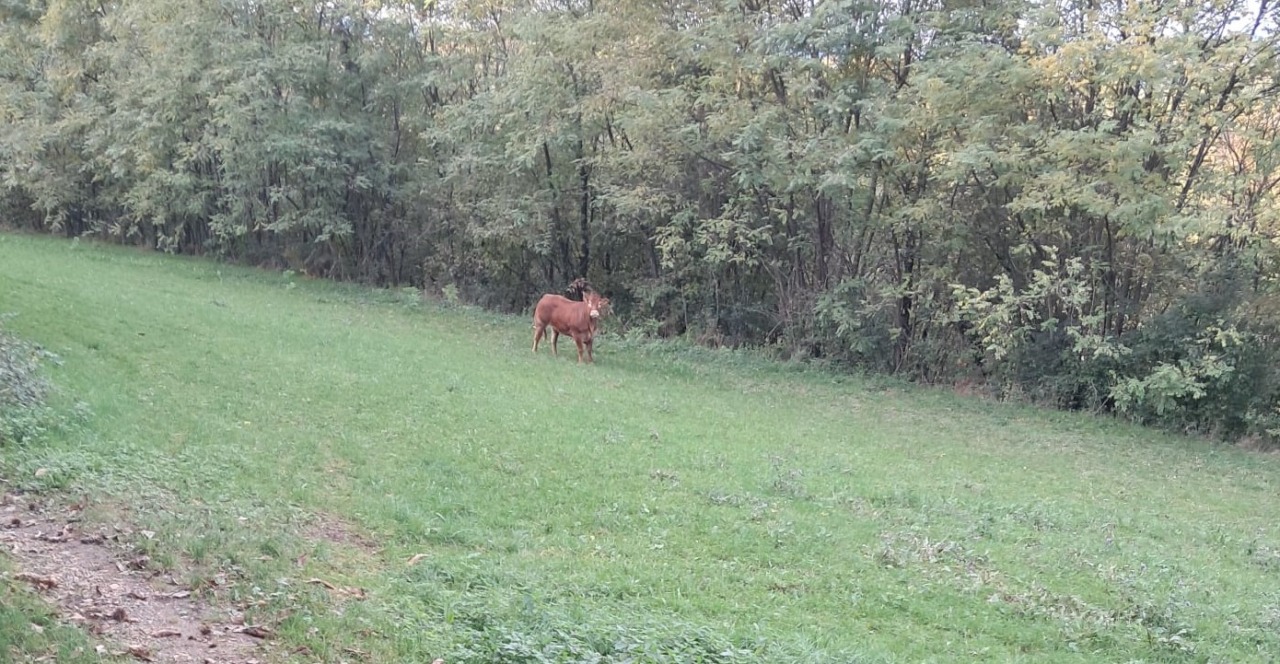 La mucca in fuga avvistata dal pet detective