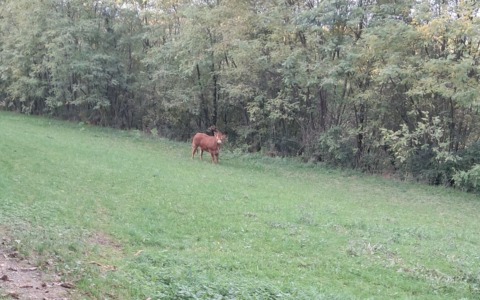 La mucca in fuga in Brianza è tutt’altro che introvabile