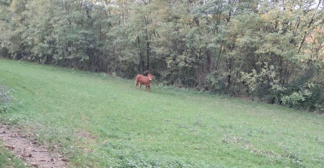 La mucca in fuga in Brianza è tutt’altro che introvabile