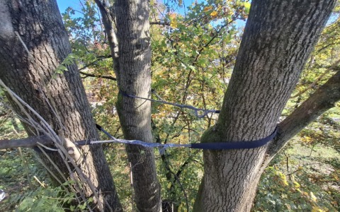 Interventi di consolidamento per due alberi di pregio del Parco di Monza