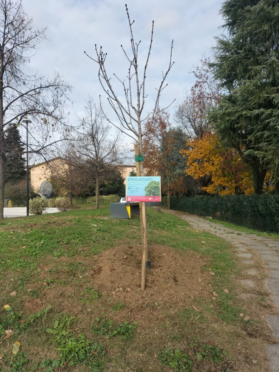 Un nuovo albero per ogni quartiere