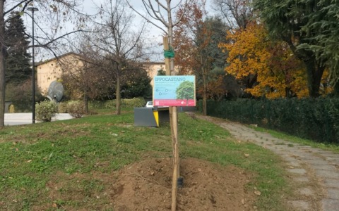 Un nuovo albero per ogni quartiere