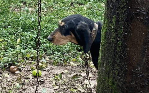 Dopo due anni in catena, Shila rinasce grazie alla sua nuova famiglia