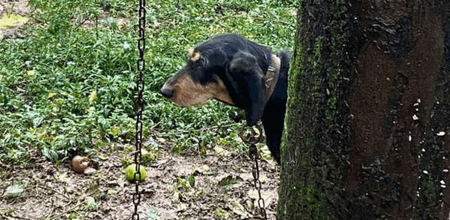 Dopo due anni in catena, Shila rinasce grazie alla sua nuova famiglia