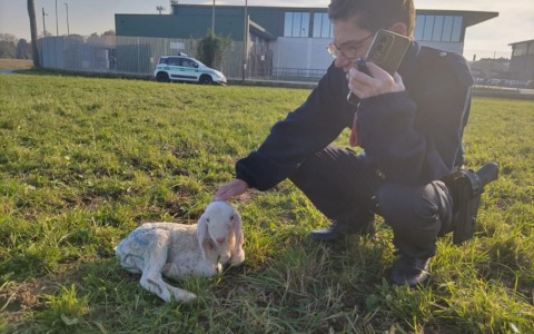 Agnellino disperso in via Piave