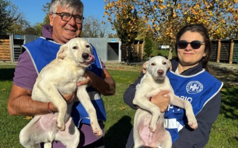 Ancora cuccioli abbandonati in città: l’allarme di Enpa