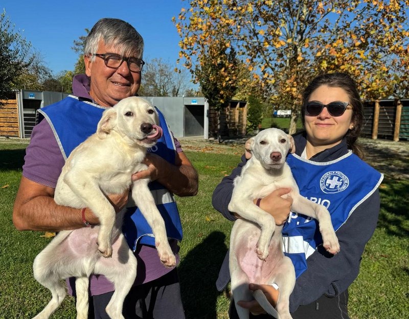 Ancora cuccioli abbandonati in città: l’allarme di Enpa