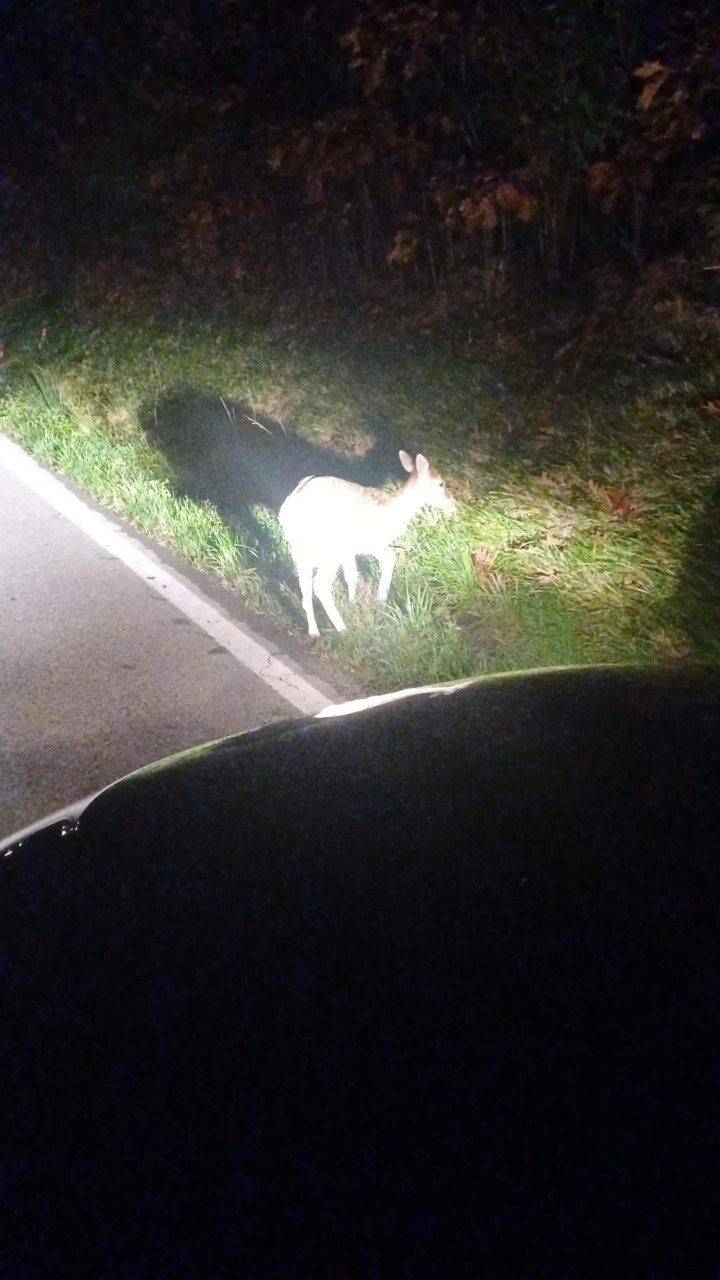 Recuperato alle Quattro Strade un cucciolo di daino ferito