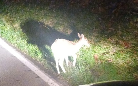 Recuperato alle Quattro Strade un cucciolo di daino ferito