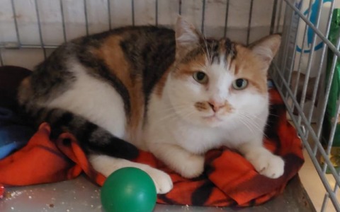 Scomparsa dalla Brianza nel 2023, la gatta Victoria viene ritrovata a Bologna