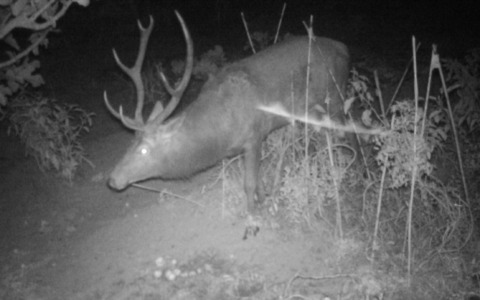 Cervo a spasso… per le vie del centro paese