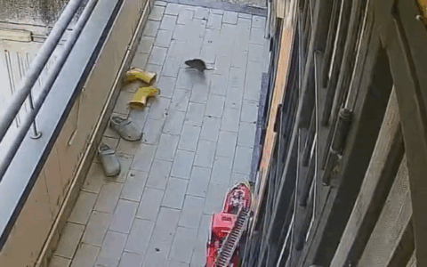 Veduggio, palazzina invasa dai ratti