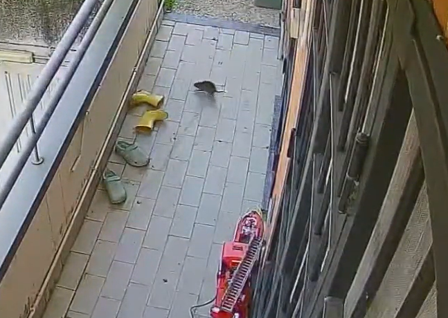 Veduggio, palazzina invasa dai ratti