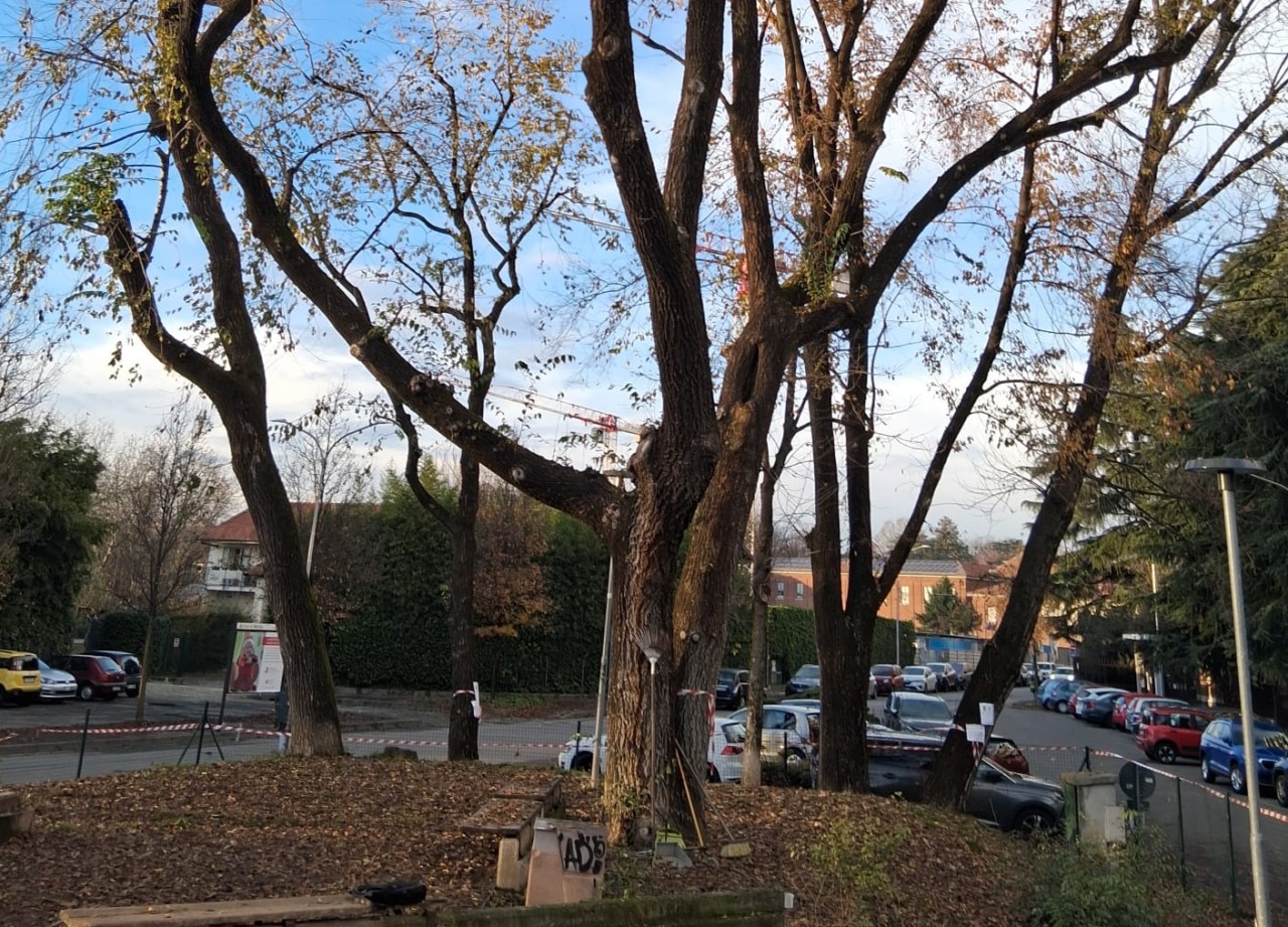 Tre alberi da abbattere: residenti in rivolta