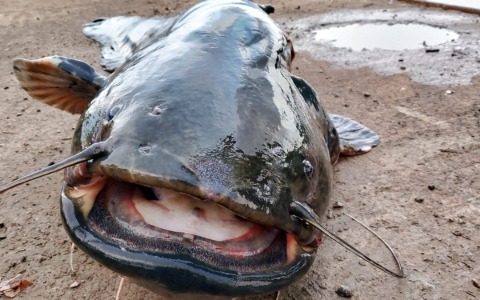 Contenere il pesce siluro per tutelare le specie autoctone