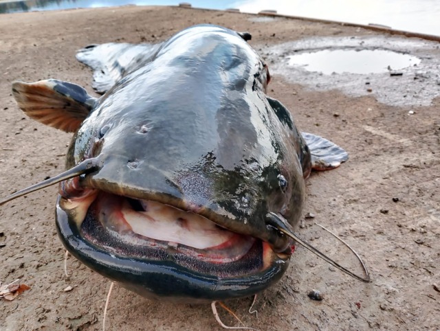 Contenere il pesce siluro per tutelare le specie autoctone