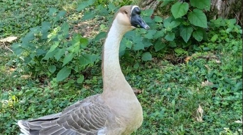 I volontari salvano Ambrogio, decano delle oche dei Giardini Reali