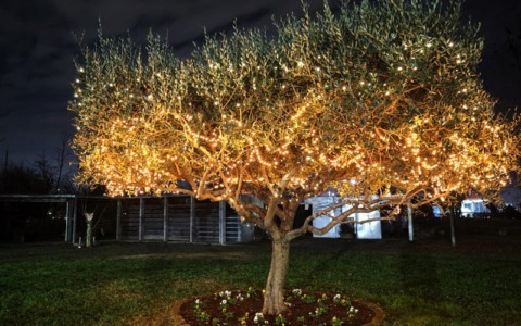 Un pomeriggio di luci e solidarietà a favore di Enpa