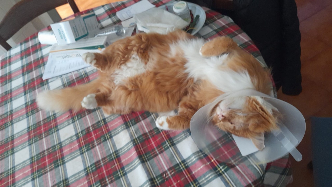 Il gatto “Tigre” preso a fucilate da un cacciatore: ha perso un occhio