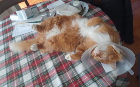 Il gatto “Tigre” preso a fucilate da un cacciatore: ha perso un occhio