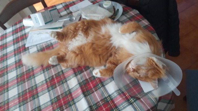 Il gatto “Tigre” preso a fucilate da un cacciatore: ha perso un occhio