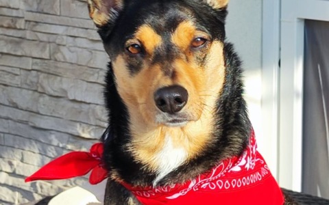 La cagnolina Pollon scova un detenuto in fuga