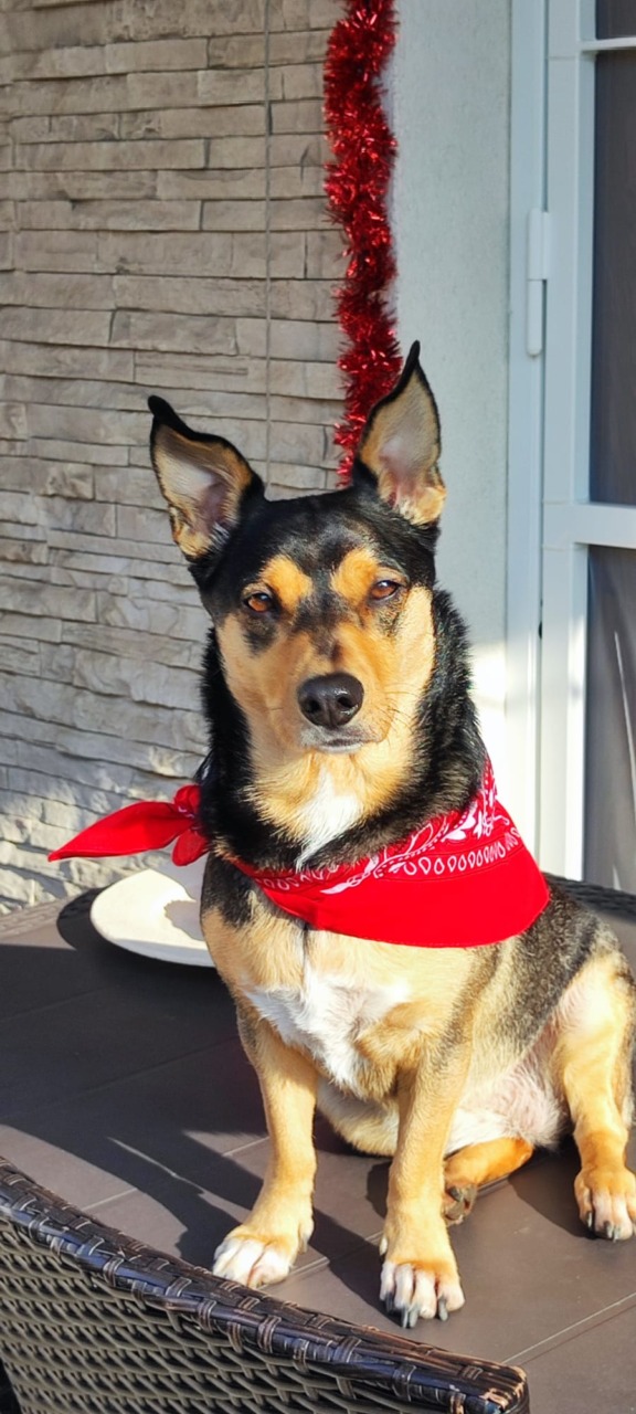 La cagnolina Pollon scova un detenuto in fuga