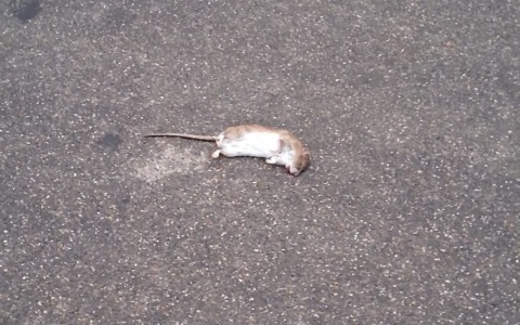 L’allarme dei genitori: “Nel piazzale davanti alle medie girano i topi”