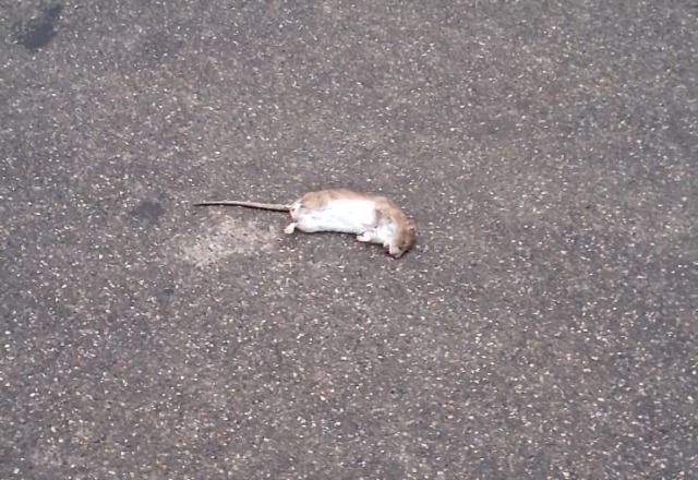 L’allarme dei genitori: “Nel piazzale davanti alle medie girano i topi”