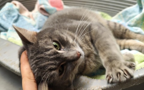 Glinda, la gatta dal muso buffo e dagli occhi espressivi cerca casa