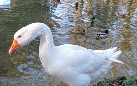 Sparito Reginaldo dal laghetto, l’appello dei Park Angels