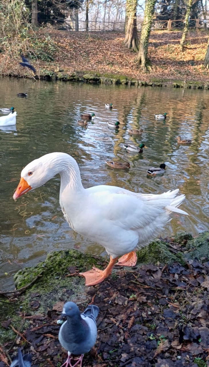 Sparito Reginaldo dal laghetto, l’appello dei Park Angels