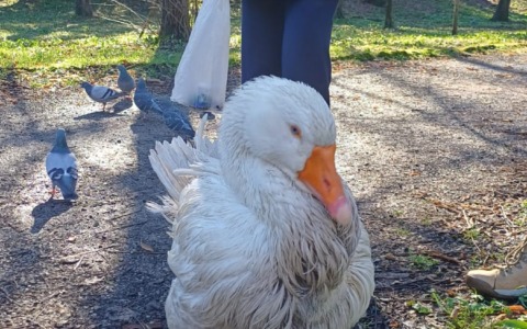 Reginaldo ritrovato nel cestino: era scomparso dal laghetto