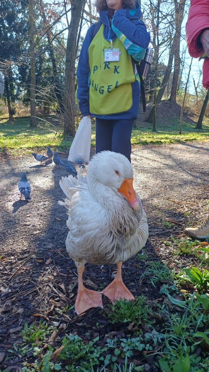 Reginaldo ritrovato nel cestino: era scomparso dal laghetto