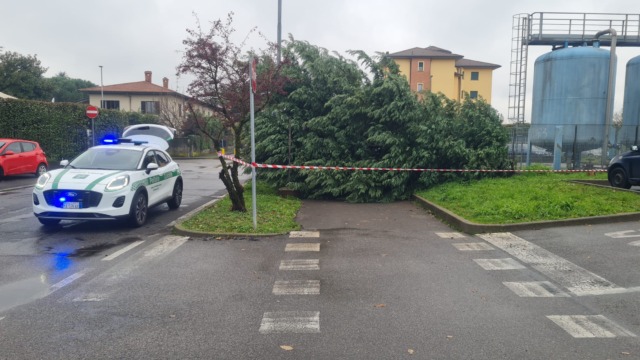 Albero Caduto Bellusco via Dolomiti