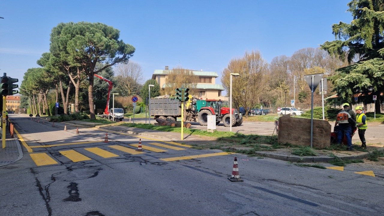 Parcheggio “Apollo”: giù i pini, sale la polemica. L’ex sindaco Colombo: “Bertani pensi a ripiantumare, non alle targhe”