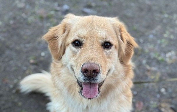 Correzzana, al via il corso per il “Patentino” per cani: tre incontri per una convivenza responsabile