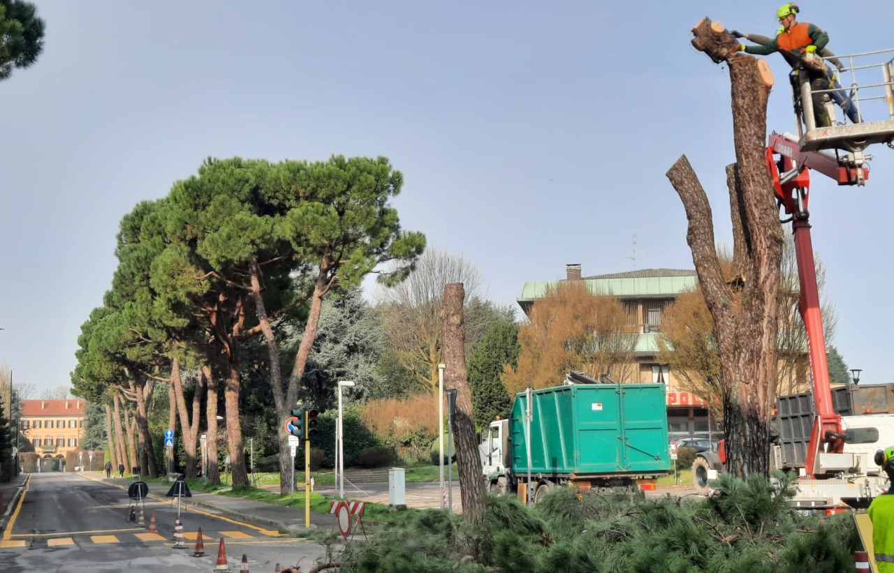 Al via la riqualificazione del parcheggio “Dell’Apollo”: abbattuti i primi pini marittimi