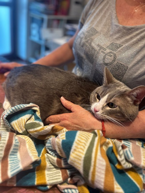 La padrona torna in Ucraina, Lucio cerca una famiglia