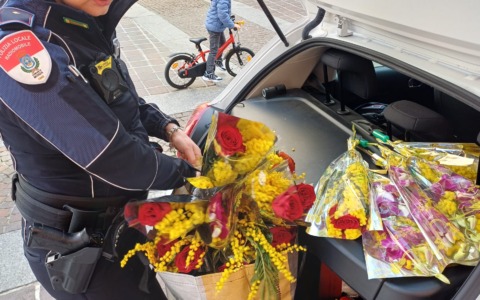 Mimose “abusive”: sequestrati 238 mazzi e multe per oltre 33mila euro