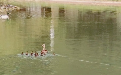 Si era allontanati dalla mamma, il recupero dei 13 piccoli di germano