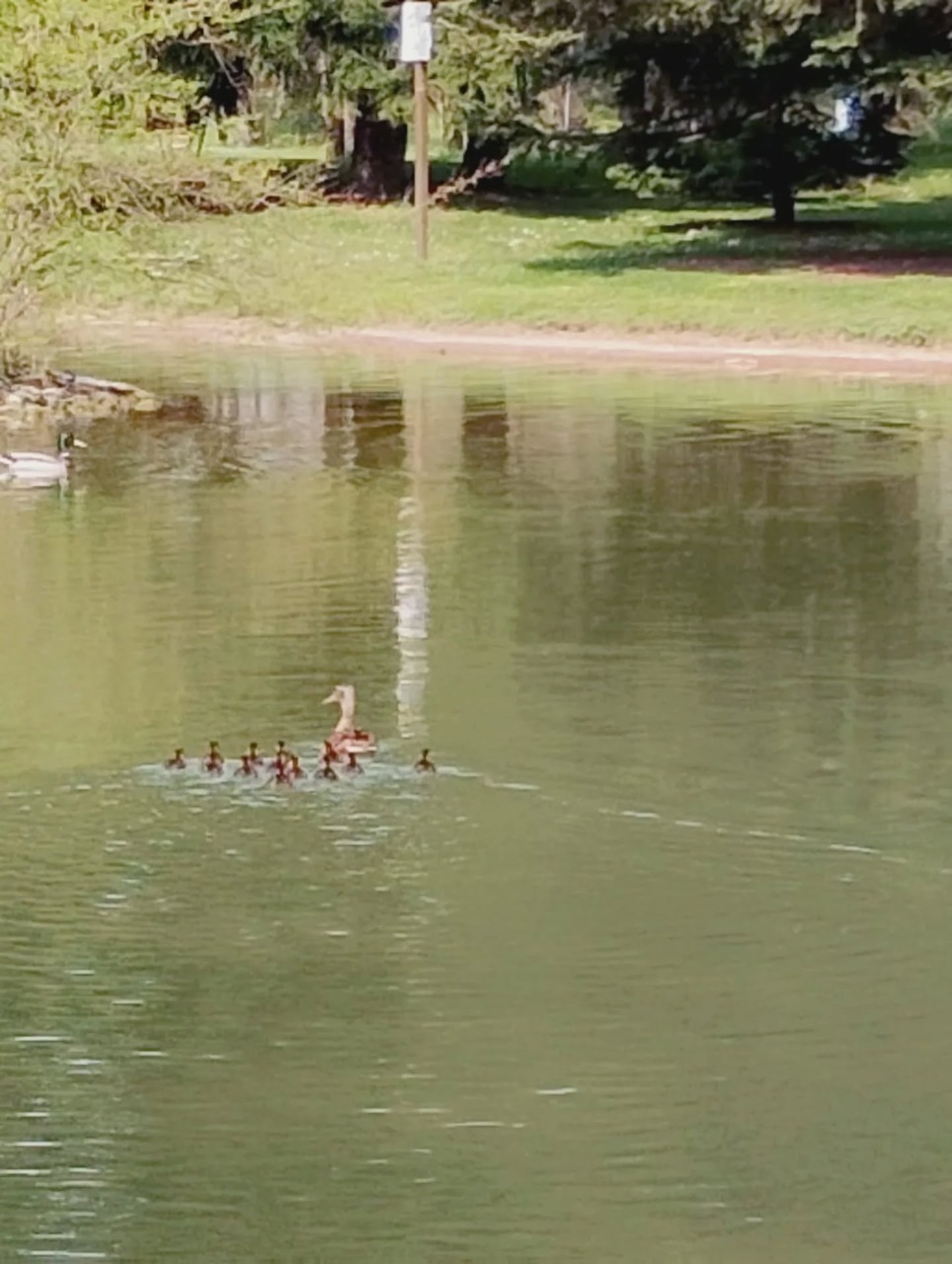 Si era allontanati dalla mamma, il recupero dei 13 piccoli di germano