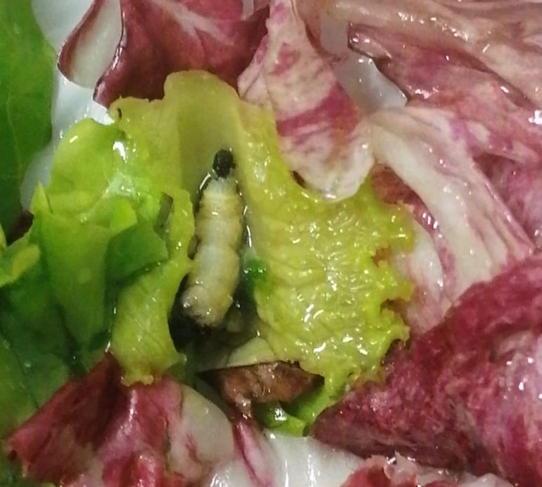 Insetti nei piatti a scuola, tremila euro di multa alla società che gestisce il servizio